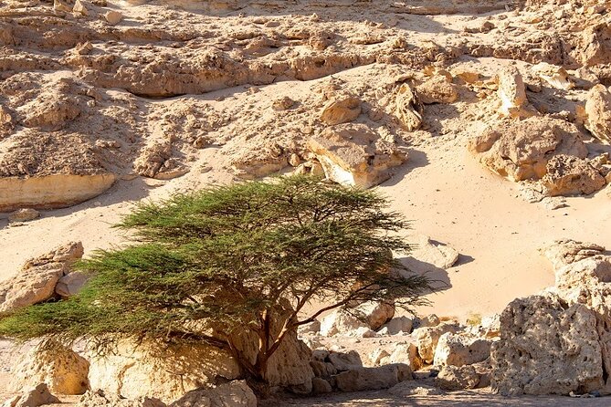 Luxury Desert Safari Tour, Morning & Afternoon From Hurghada - Key Points