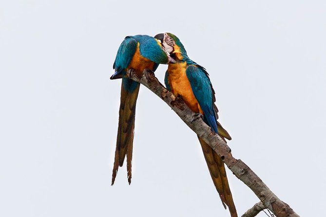 Macaw Collpa & Sandoval Lake 4 Days / 3 Nights - Good To Know