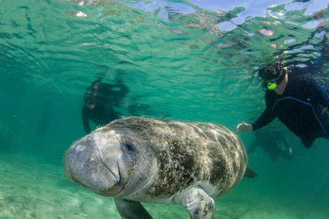 Manatee Snorkeling Tour in the Beautiful Crystal River - Good To Know