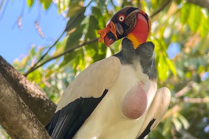 Manuel Antonio Esquipulas Birdwatching Tour - About Your Stay