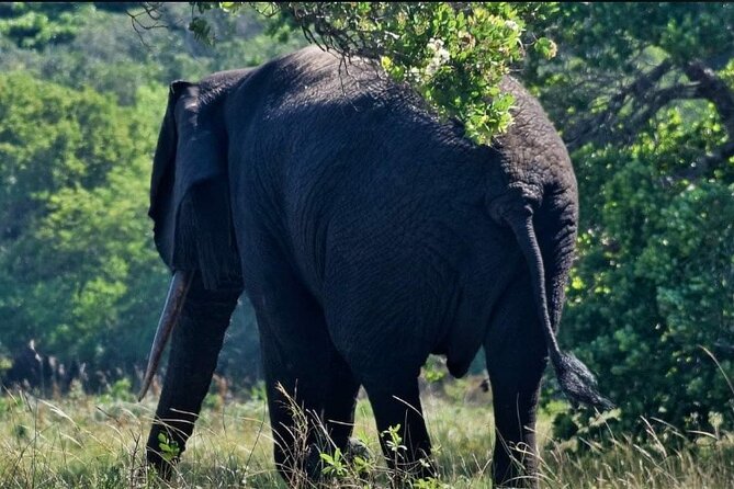 Maputo National Park (Maputo Special Reserve) Full-day Tour - Good To Know