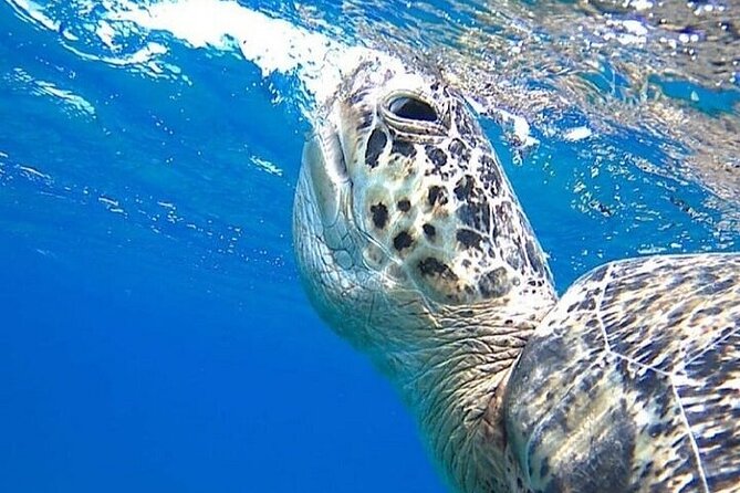Marsa Alam : Marsa Mubarak Sea Snorkeling Boat Trip With Lunch & Transfer - Good To Know
