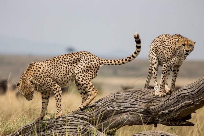 Masai Mara Big Cat Wildlife Kenya Safari