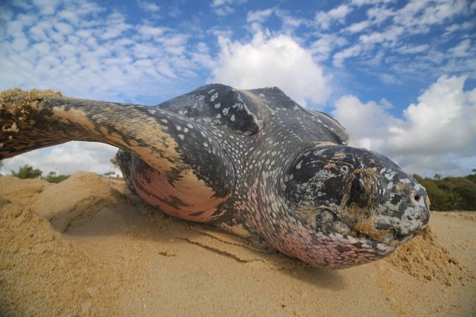 Matura Turtle Watching Experience - Good To Know