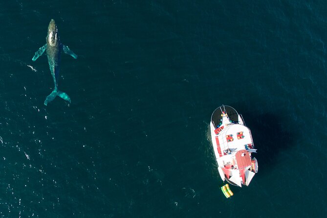 Mega Yacht Whale Watching ALL-Inclusive Daytime Adventure. - Key Points