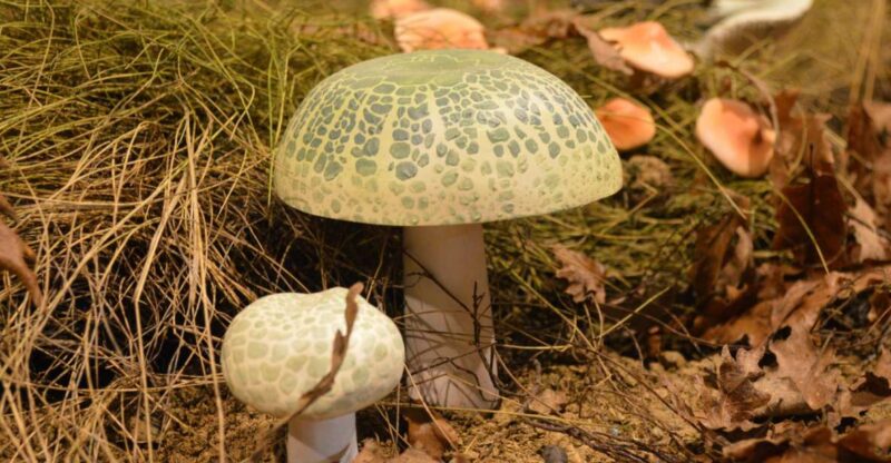 Meteora: Natural History Museum and Mushroom Museum Tour - Good To Know