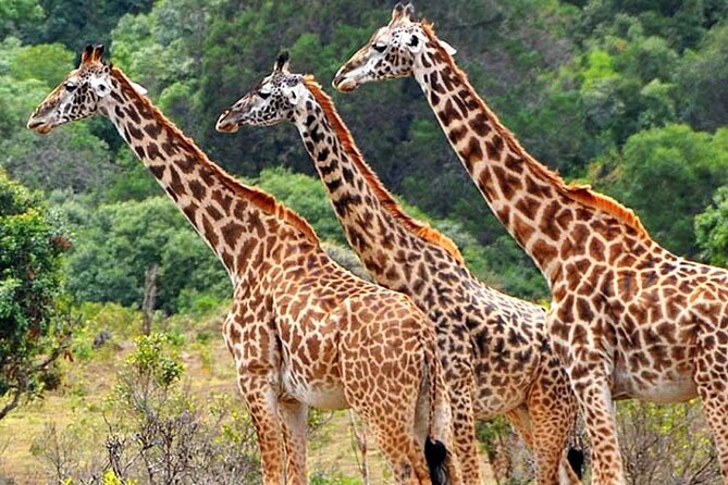 Mikumi National Park 2 Days/ 1 Night - Good To Know