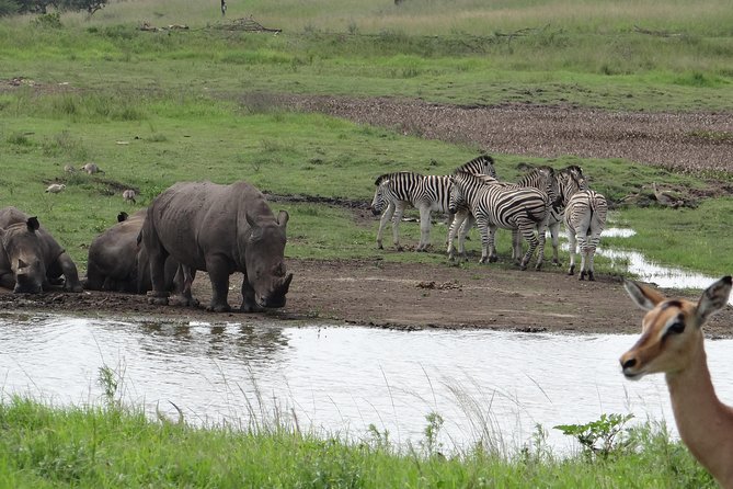 Mini Safari and Zulu Cultural Experience - Day Tour - Good To Know