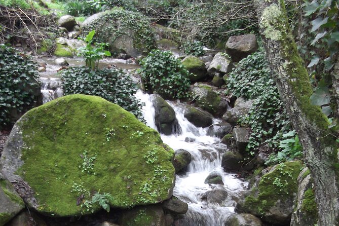 Monchique Guided Forest Walk W/Medronho Tasting - Scenic Mountain Vistas and Trails