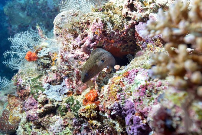 Montego Bay Shore Excursion: Private Snorkel Tour - Key Points