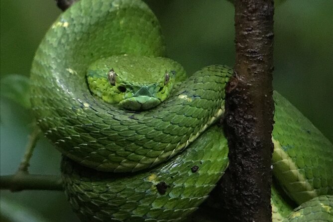 Monteverde Night Walk Tour - Tour Overview