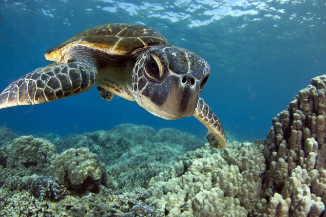 Morning Snorkel Sail From Lahaina Harbor - Good To Know