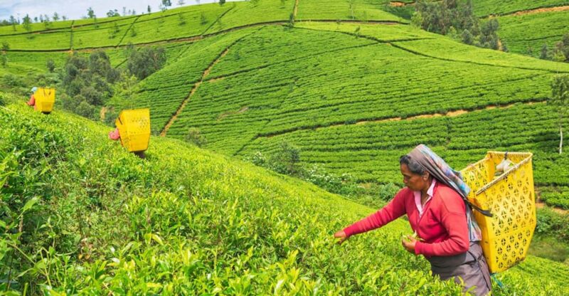 Most Popular Private Tour in Sri Lanka With Including Hotels - Tour Overview