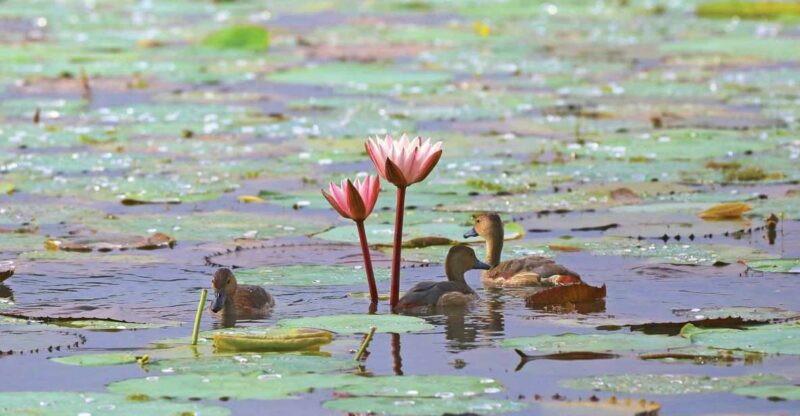 Muthurajawela Bird Watching Tour From Negombo and Colombo - Good To Know