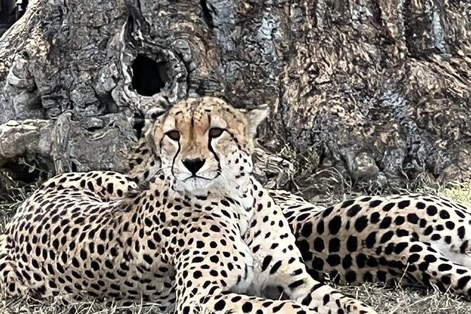 Nairobi National Park Tour From 0600hrs - 1130hrs or From 1300hrs - 1800hrs - Tour Highlights