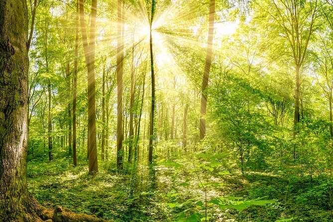 Nature Immersion Experience in Jupiter Review - Experience Overview