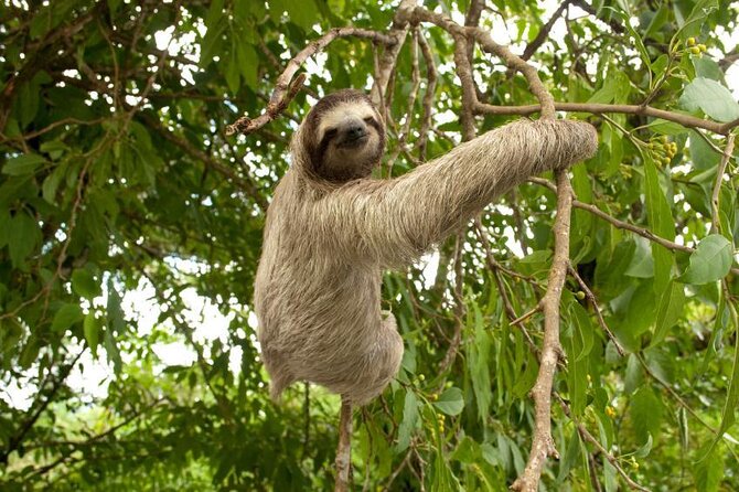 Nature & Wildlife at Metropolitan Park & Cerro Ancón(Hill)
