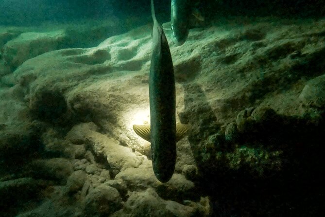 Night Snorkeling With Tarpons - Overview and Experience