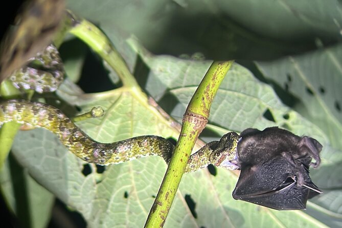 Night Walk at the Monteverde Refuge - Good To Know