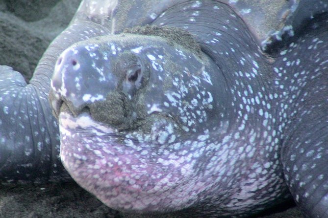 Nighttime Sea Turtle Watching - Good To Know