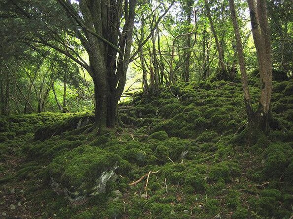 Off the Beaten Path Private Tour of Ring of Kerry - Good To Know