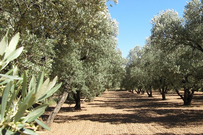 Olive Oil Tour and Visit to Belchite Old Town - Good To Know