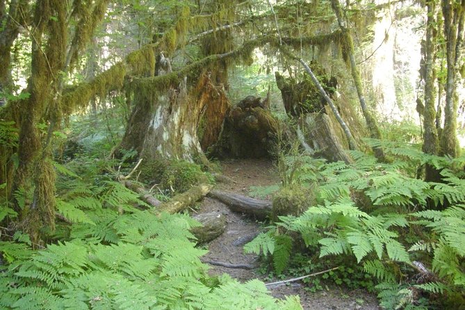 Olympic Peninsula and Forest Tour - Good To Know