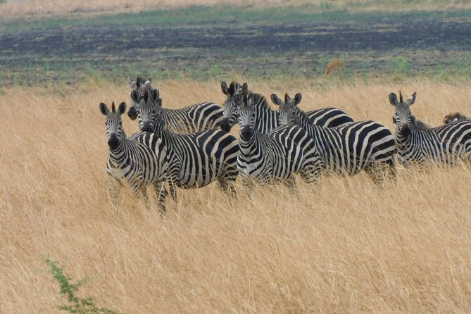 One Day Akagera Safari From Kigali - Good To Know