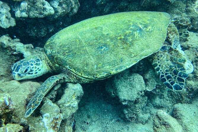 One Tank Scuba Diving in Kauai South Shore Certified Diver Only