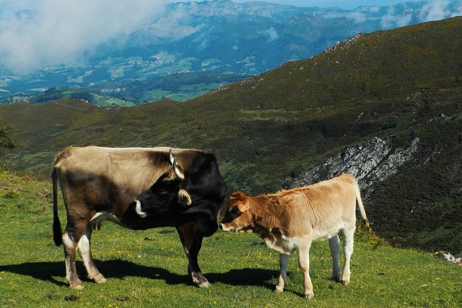 One-way Private Transfer From/To Asturias Airport - Good To Know