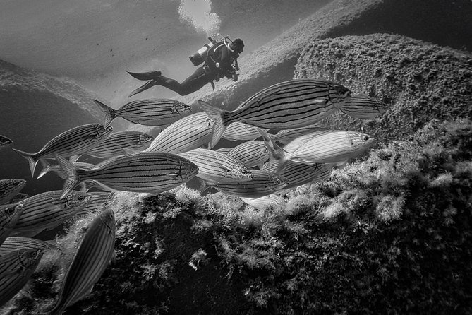 Package of 6 Single Dives to the Capo Carbonara Marine Protected Area - Key Points