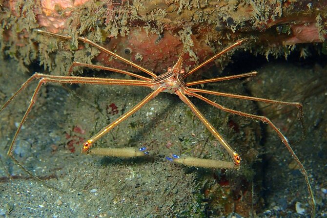 PADI Discover Scuba Diving at Champagne Reef Dominica - Overview of the Experience