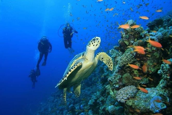 PADI or SSI 2 Tank Fun Dive in the Great Mesoamerican Reef, Costa Maya, Mahahual
