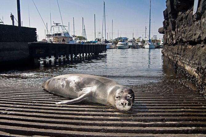 Pelagic Wildlife Excursion - Good To Know