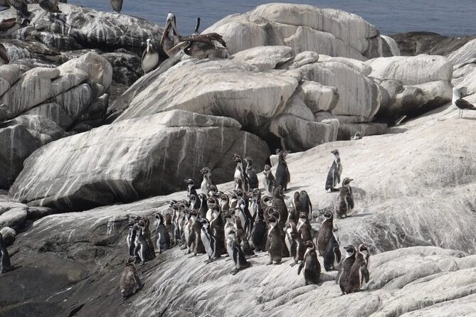 Penguins Island Horse Riding & Picnic From Valparaiso - About Your Stay