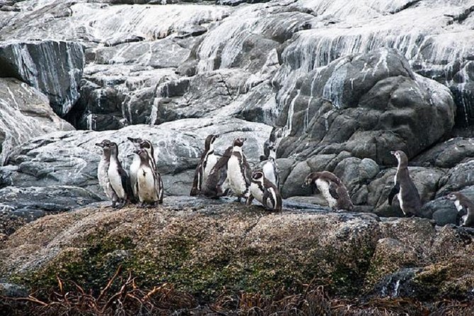 Penguins Watching-Navigation & HorseRide&Barbecue From VALPARAISO - Good To Know
