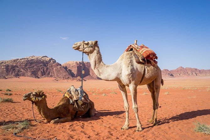 Petra 1 Day Tour From Aqaba - Key Points