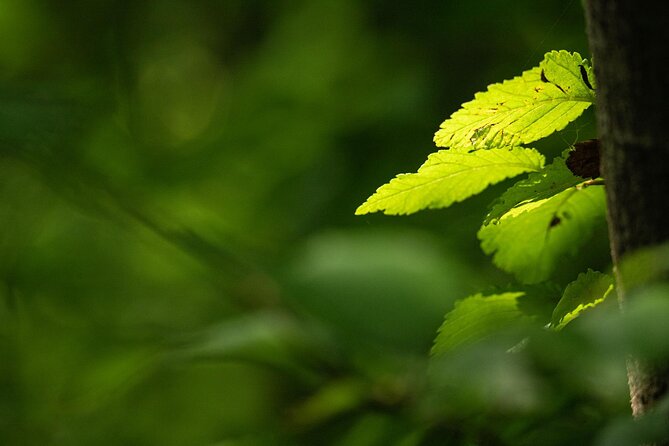Photo Tour of Macro-Photography - Lake Garda - Key Points