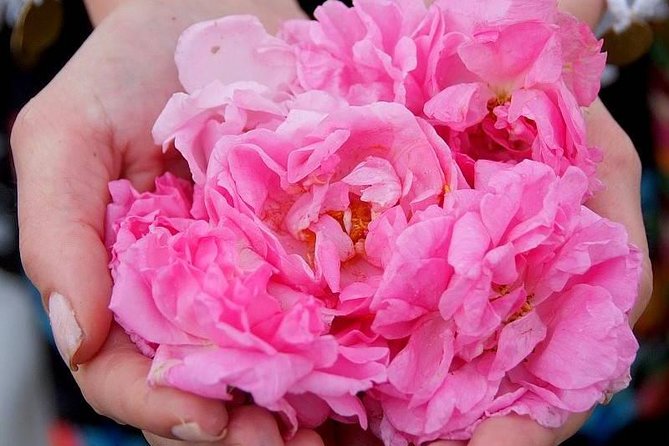 Picking Roses Workshop & Extracting Rose Oil in the Rose Valley - Good To Know