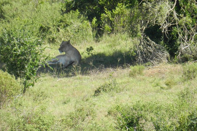 Port Elizabeth Shore Excursion: Addo Elephant Full Day Safari &BraaiLunch(BBQ) - Excursion Overview