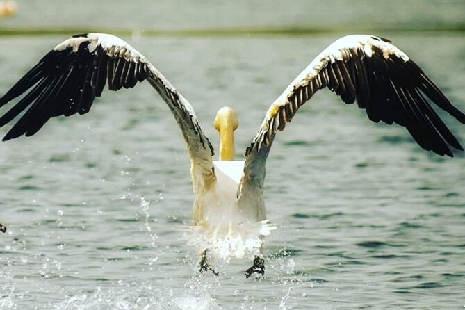Private 3-Day Tour Danube Delta Birdwaching and Safari Experience From Bucharest - Key Points