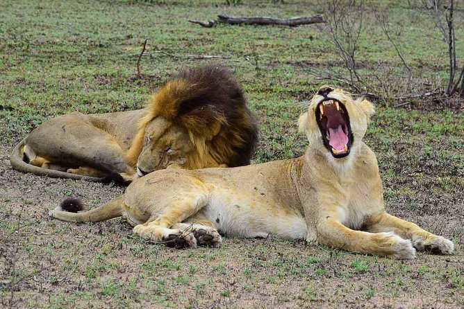 Private 5-Day Overnight Safari in Kruger Park From Skukuza Airport - Good To Know