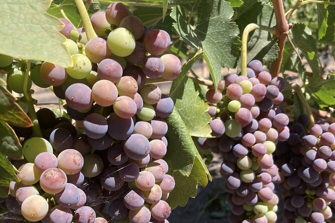 Private 6 Hour Wine Tour of the Santa Ynez Valley - Good To Know