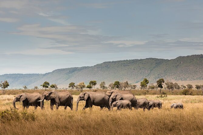 Private 7 Days Classic Safari Tour in Tanzania - Arusha: Arrival and Accommodation