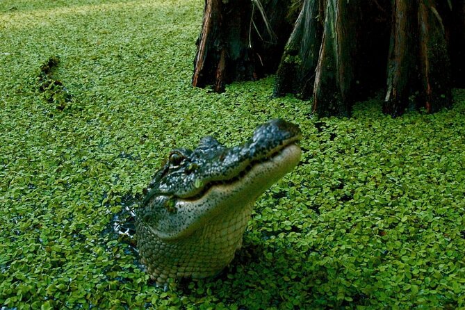 Private Airboat Swamp Tour - Good To Know