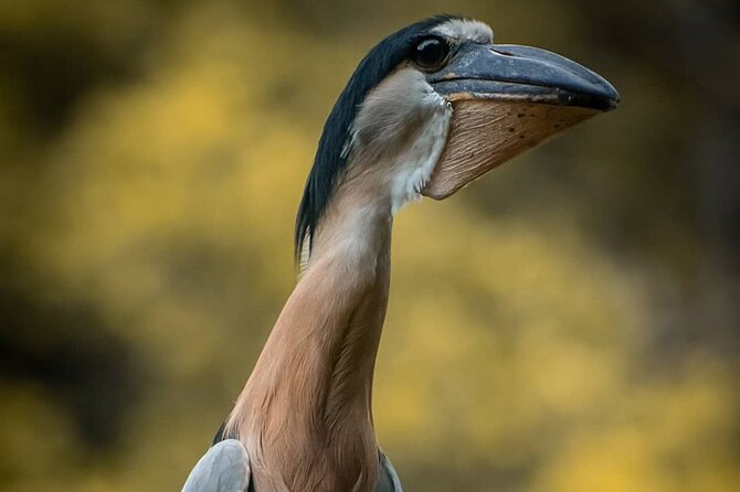 Private Bird Watching Experience in Los Chocuacos - Good To Know