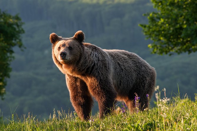 Private Brown Bear Watching Tour From Praid - Key Points