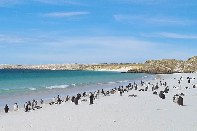 Private Coastal Gems Tour: Penguins, Scenery & Stanley - About Your Stay