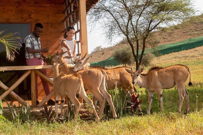 Private Day Tour in Serval Wildlife and Kikuletwa Hot Spring - Good To Know