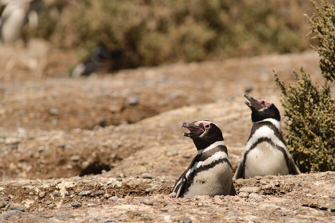 Private Day Tour to Punta Tombo Penguin Colony From Puerto Madryn - About Your Stay